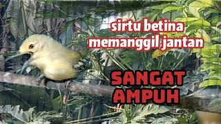 suara sirtu cipoh betina memanggil jantan sangat ampuh