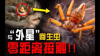 外星生物真实存在?! 我与最诡异的蝙蝠寄生虫零距离接触