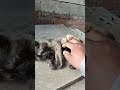 Si Buluk kucing kesasar #kisahislami #videoislami #shortislami #music #funny #trending