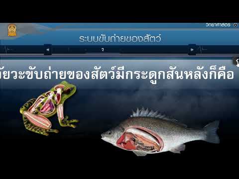 ระบบขับถ่ายของสัตว์ วิทยาศาสตร์ ม. 2 | สังเคราะห์เนื้อหาที่ถูกต้องที่สุดเกี่ยวกับระบบ ขับถ่าย ของ แมลง