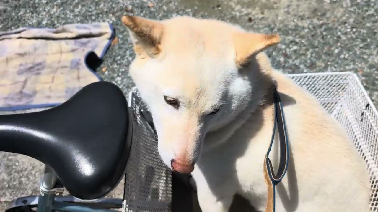 0円娯楽　タケノコゲットだぜぇ