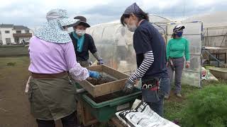 セイコー農園210605収穫・培土作り・イチゴ苗とり