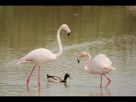 Camargue 2026
