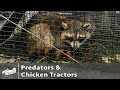 Predators and Chicken Tractors - AMA S1:E5