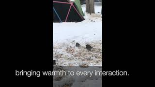 Daily Affirmations With Benjamin - Merry Christmas