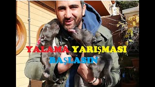 Yarışması - İngiliz Staffordshire Bull Terrier