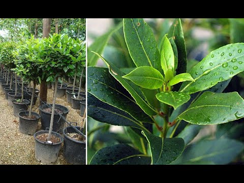 Video: Poți cultiva dafin de munte în containere: plantarea unui dafin de munte într-un ghiveci