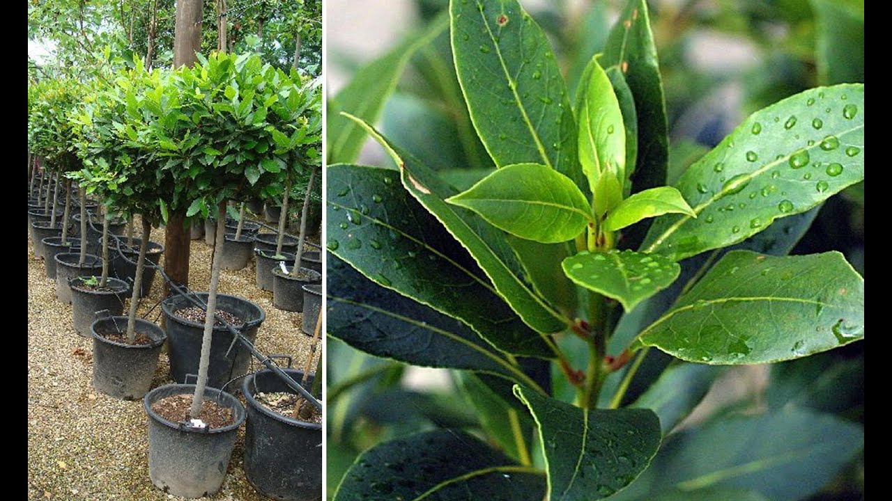 Cultivarea dafinului