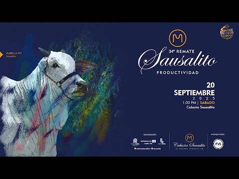 LOTE 19