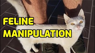 Does My Cat Manipulate Me?