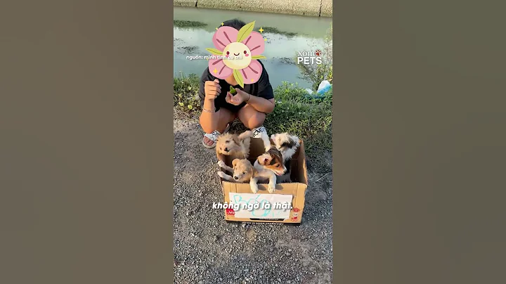 Mang chó nhà đi bán với giá 100k/con #shorts #yannews #pets