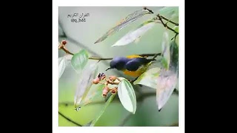 تلاوة رائعة من الذكر الحكيم