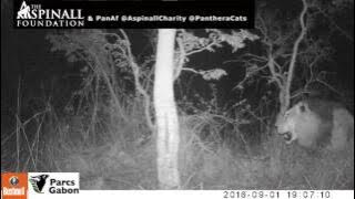 First Lion seen in Gabon for 20 years!