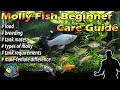 Molly Fish - Beginner Care Guide – breeding & feeding