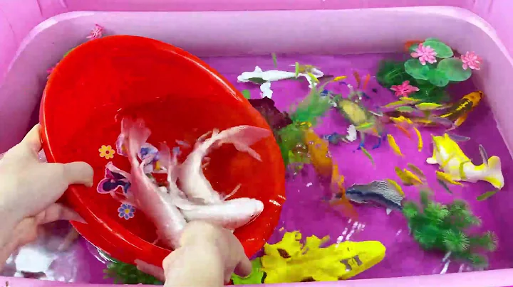 Let's explore what fish and sea creatures there are:sharks,jellyfish#goldfish#animals#viral videos