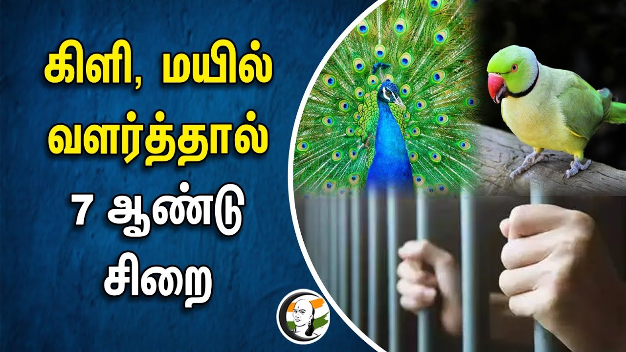 ⁣கிளி, மயில் வளர்த்தால் 7 ஆண்டு சிறை | Parrot | Peacock | Pet Animals | Central Government | EIA