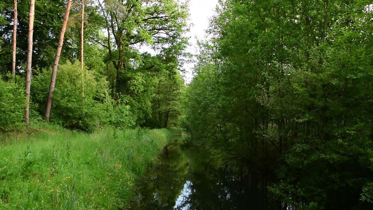 Birds Singing Frogs Lush Green Forest YouTube