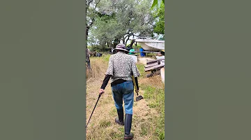 Follow Up On The Tree Limb Trimmed Yesterday 5 27 2025 