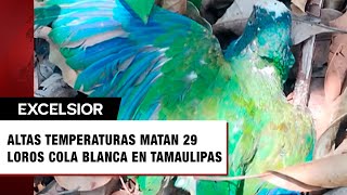 Profepa confirma la muerte de 29 loros cola blanca por altas temperaturas en Tamaulipas