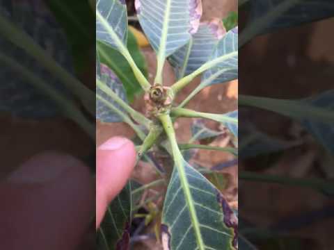 مانجو توقف عن نمو