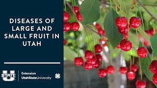 Diseases of Large and Small Fruit in Utah by Utah State University Extension 91 views 1 month ago 21 minutes