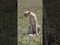 This cheetah may have already eaten a big portion of its kill #safari #subscribe #wildanimals