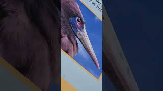 Animal Kingdom Abdim Stork