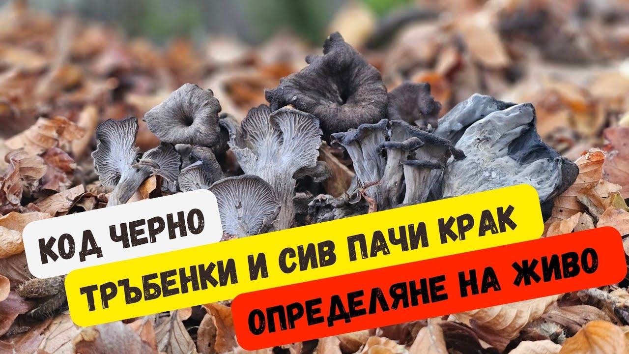 Определяне на 