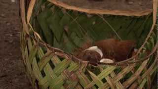 Restoring paradise after the 2009 tsunami in Samoa