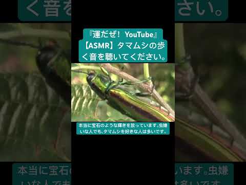 【ASMR】タマムシの歩く音を聴いてください。 #sdgs #クワガタ #虫の音 #insects #sound #昆虫 #bug #yt #chewing #environment #asmr