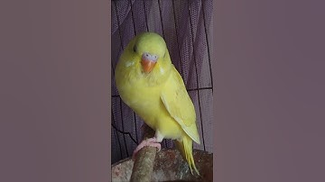 BIRDIE😍😍😍😍😍😍#short #shorts #shortsviral #shortsfeed #shortfeed #shortfeeds #birds