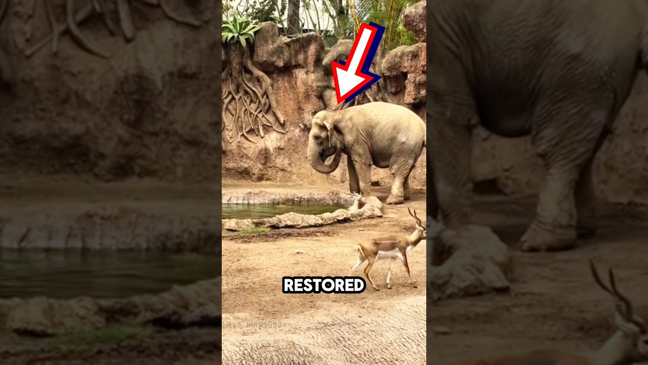 Elephant Saves Drowning Deer in Beautiful Act of Kindness