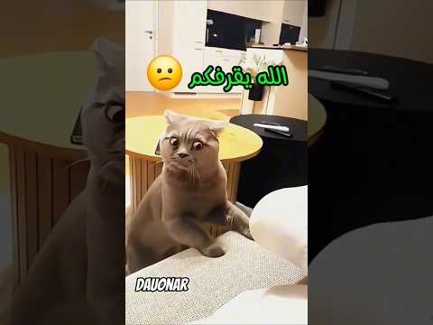 الحيوانات رايقه اليوم دبلجة مضحكة ضحك حيوانات اكسبلور Shorts مصر Dauonar دوبلاج