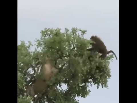 Видео: Катерят ли се павианите по дърветата?