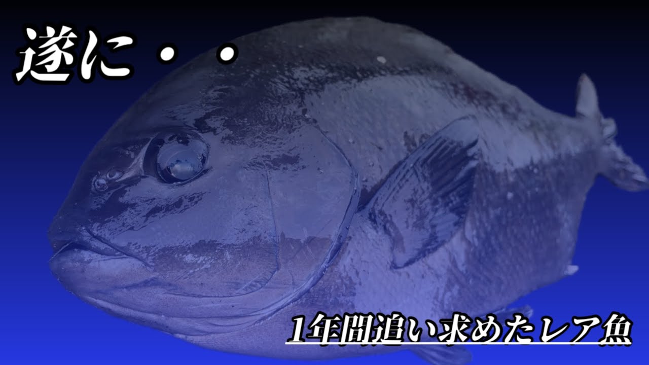 南国では今しか釣れない超レアな魚！まさかあんな風に釣れるとは！？？【フカセ釣り】