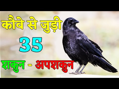 वीडियो: क्या कौवे का पैर टोक़ बदलता है?