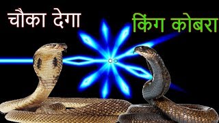 आपको चौका देगा किंग कोबरा !!kobra snake,king cobra, आपको चौका देगा किंग कोबरा !!kobra snake,king cobra,