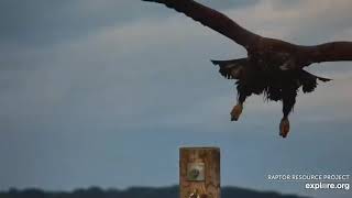 Mississippi River Flyway Cam 2019-09-14 Eagles
