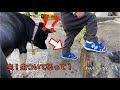 【ジャーマンシェパード】末子の足が気になるミルク 癖のある犬 雑種は楽しい(^^)