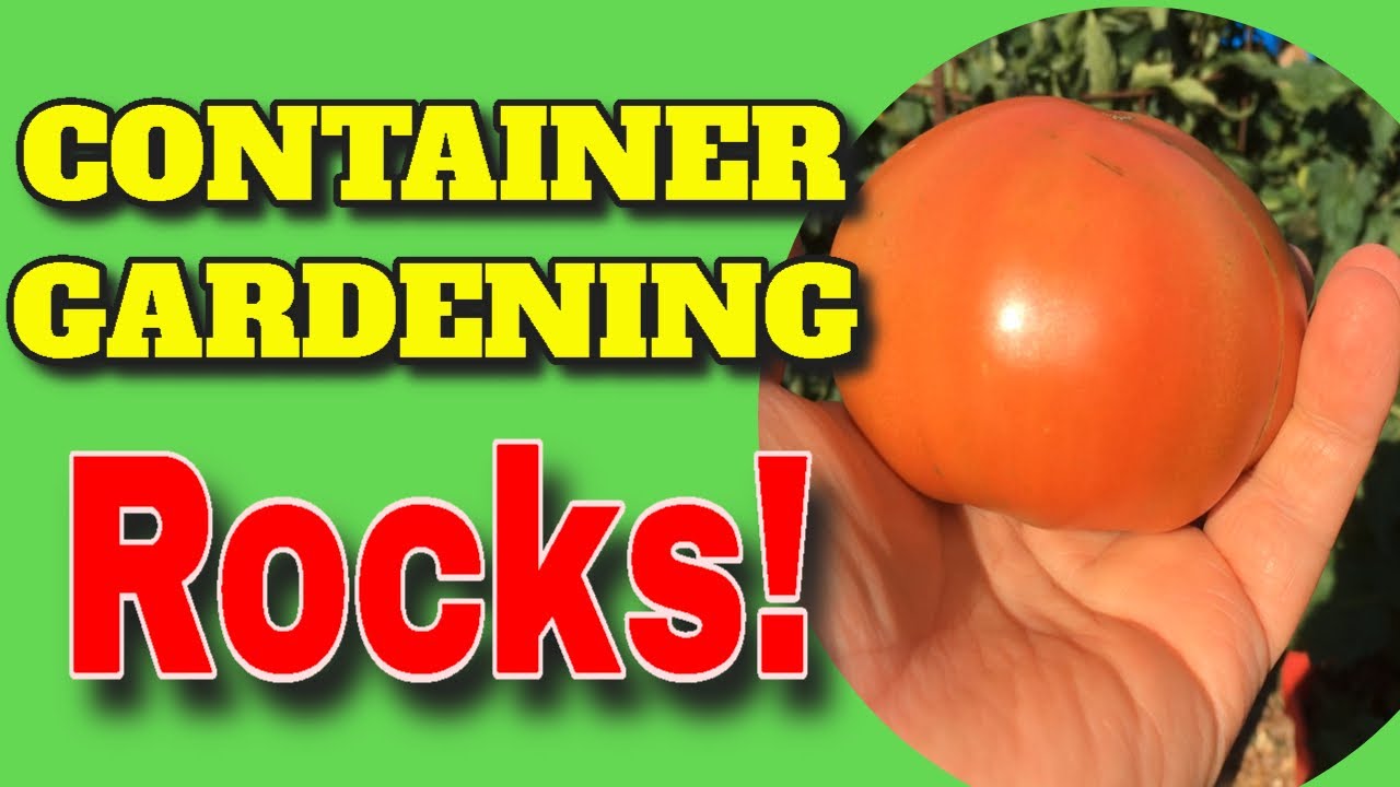 🍅CONTAINER GARDEN RESULTS 🌾 EARTHBOX 🥒GROW BAGS 🥕WICKING TUBS 🌽 WHAT IS