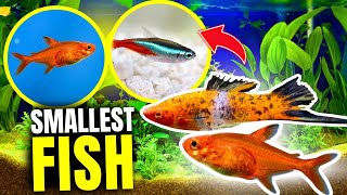 SMALLEST Fish in the World? You Won't Believe It!
