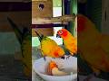 Feeding My Sun Conures 🧡 Papaya & Apple! Healthy Parrot Diet Sri Lanka 🇱🇰