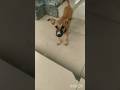 Dog video.shorts.