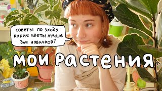 все мои растения (обновление!) про уход и советы для новичков ☘