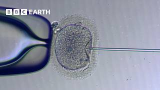 How IVF Works | The Story of Fertility | BBC Earth Science
