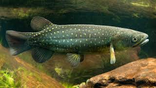 Get to know the five fish in whitebait