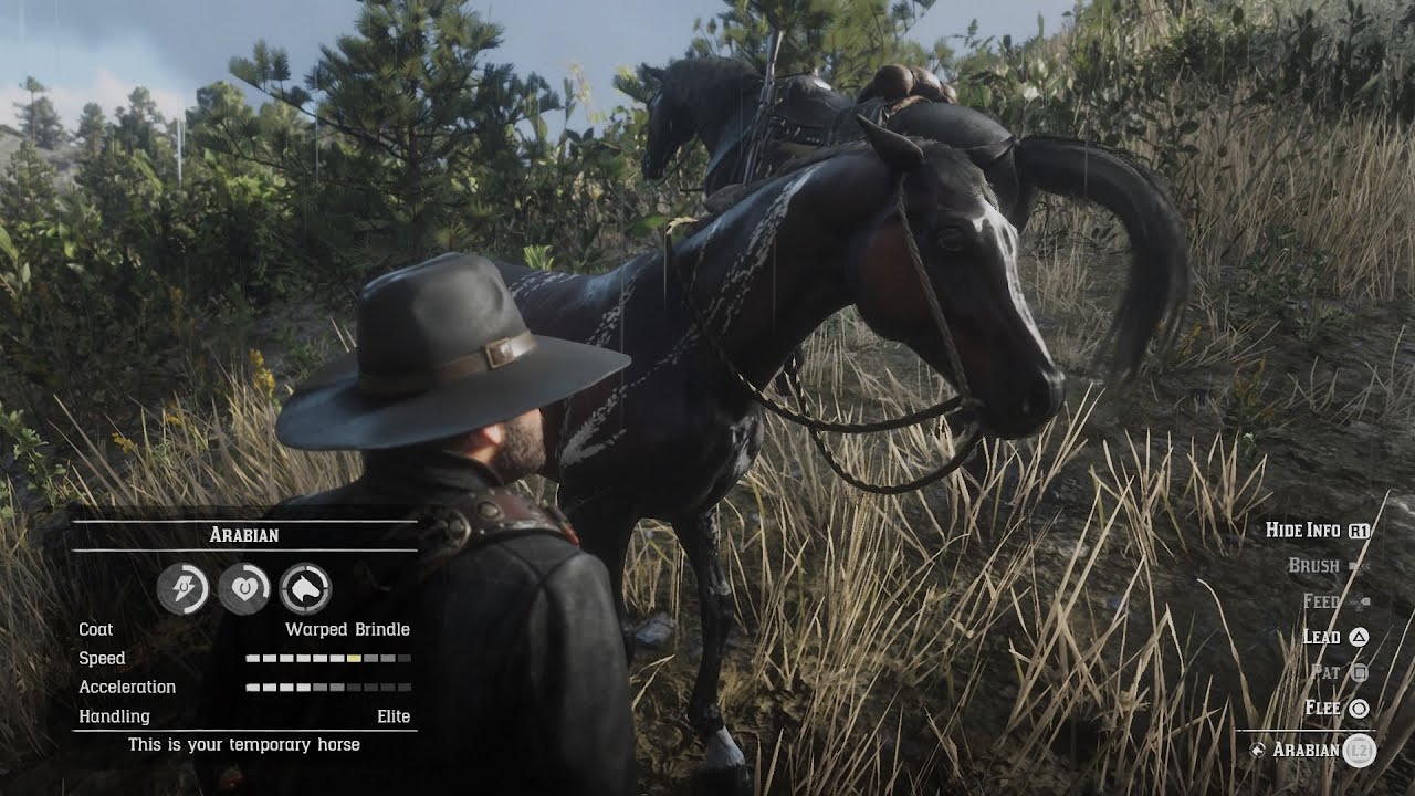 Red Dead Redemption 2 Taming the Warped Brindle Arabian Horse YouTube