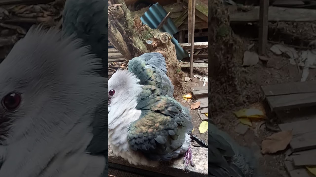 Burung K Sayangan Youtube