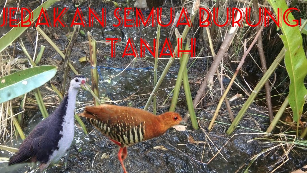 Jebakan burung versi kalimantan 