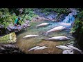 365 days of adventure in the tropical jungle of Southeast Asia | 36th (original fishing)